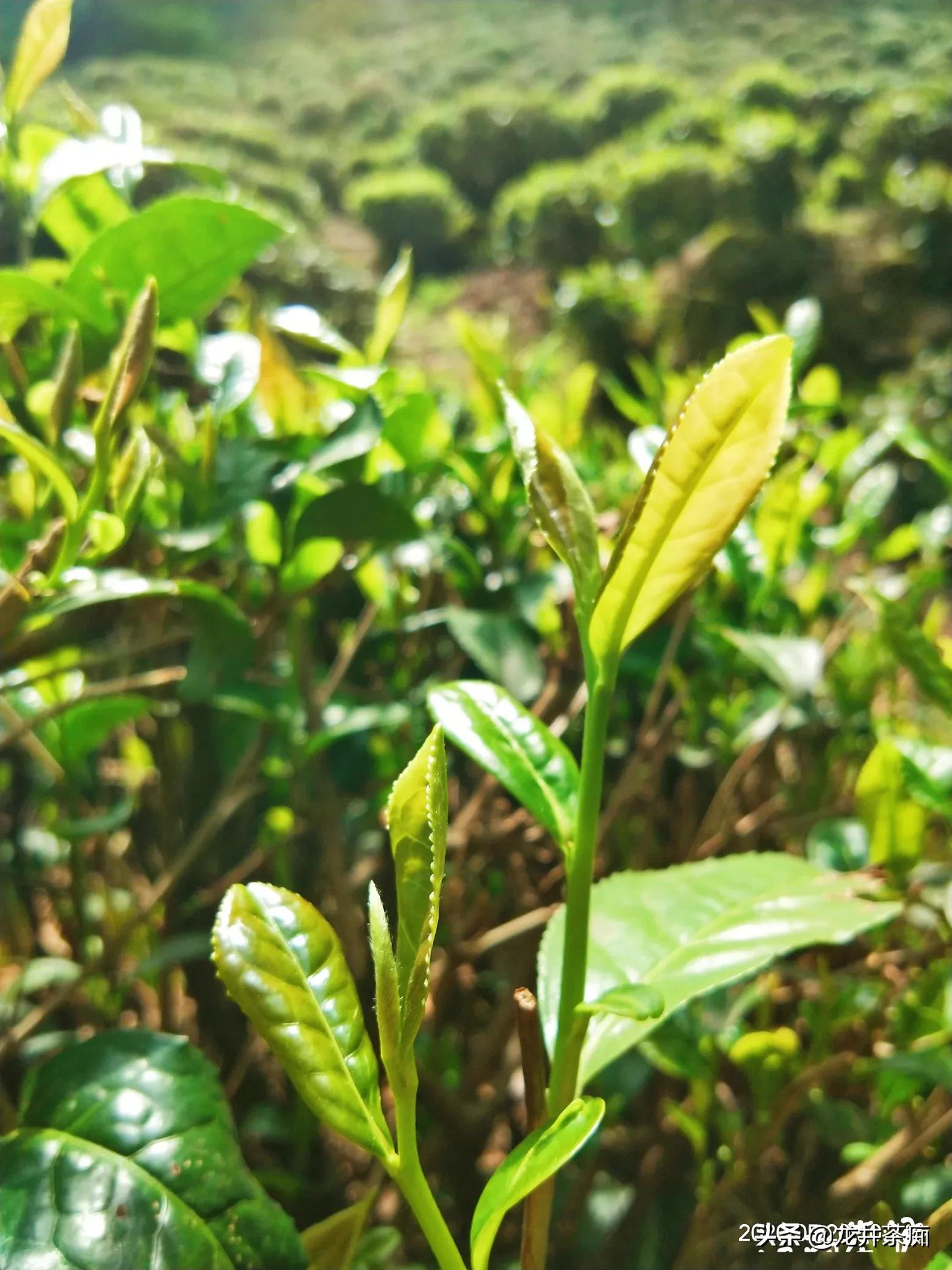 欧洲杯温雅直播间:欧洲杯温雅直播间怎么进