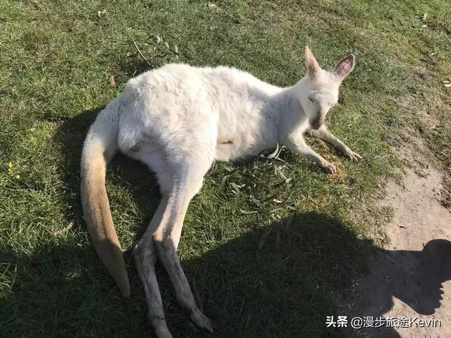 欧洲杯直播信号差:欧洲杯直播信号差怎么办