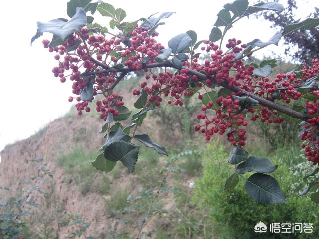 花椒直播可以看欧洲杯吗:花椒直播可以看欧洲杯吗