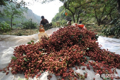 花椒直播能看欧洲杯嘛视频:花椒直播能看欧洲杯嘛视频下载