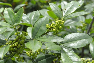 花椒直播能看欧洲杯嘛视频:花椒直播能看欧洲杯嘛视频下载