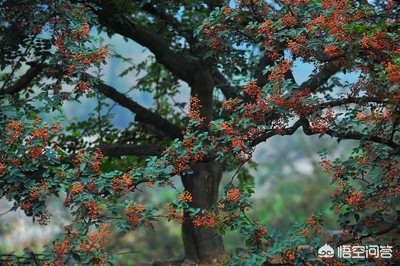 花椒直播能看欧洲杯嘛视频:花椒直播能看欧洲杯嘛视频下载