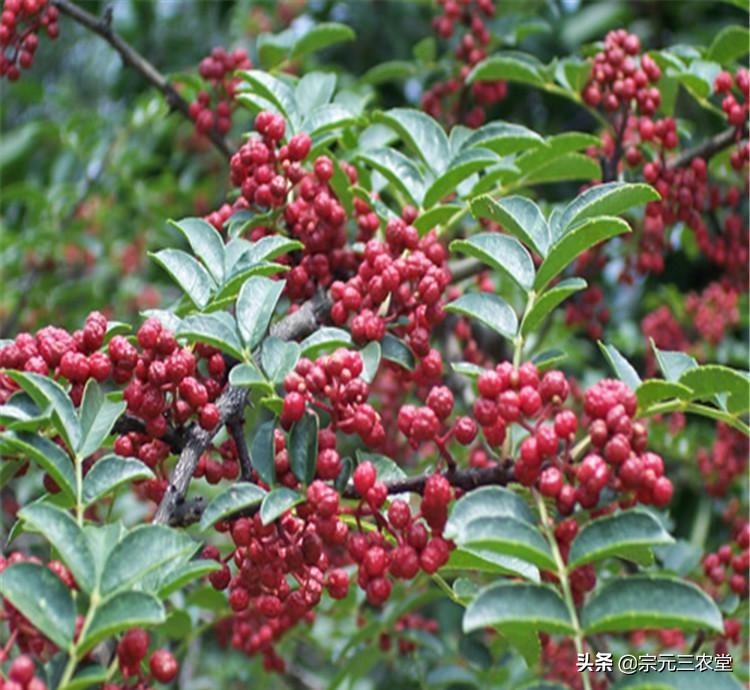 花椒直播可以看欧洲杯:花椒直播可以看欧洲杯吗