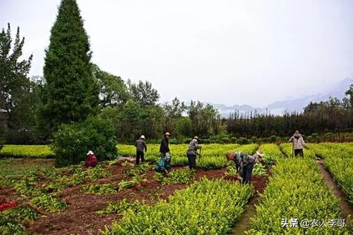 欧洲杯烤羊排直播在哪看:欧洲杯烤羊排直播在哪看的