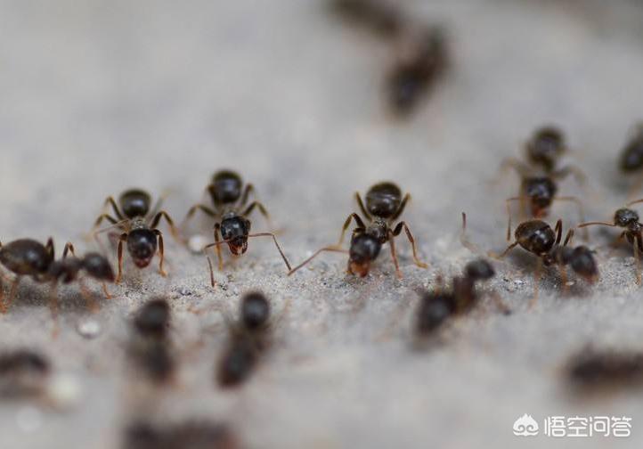 魏教授欧洲杯视频直播:魏教授欧洲杯视频直播回放