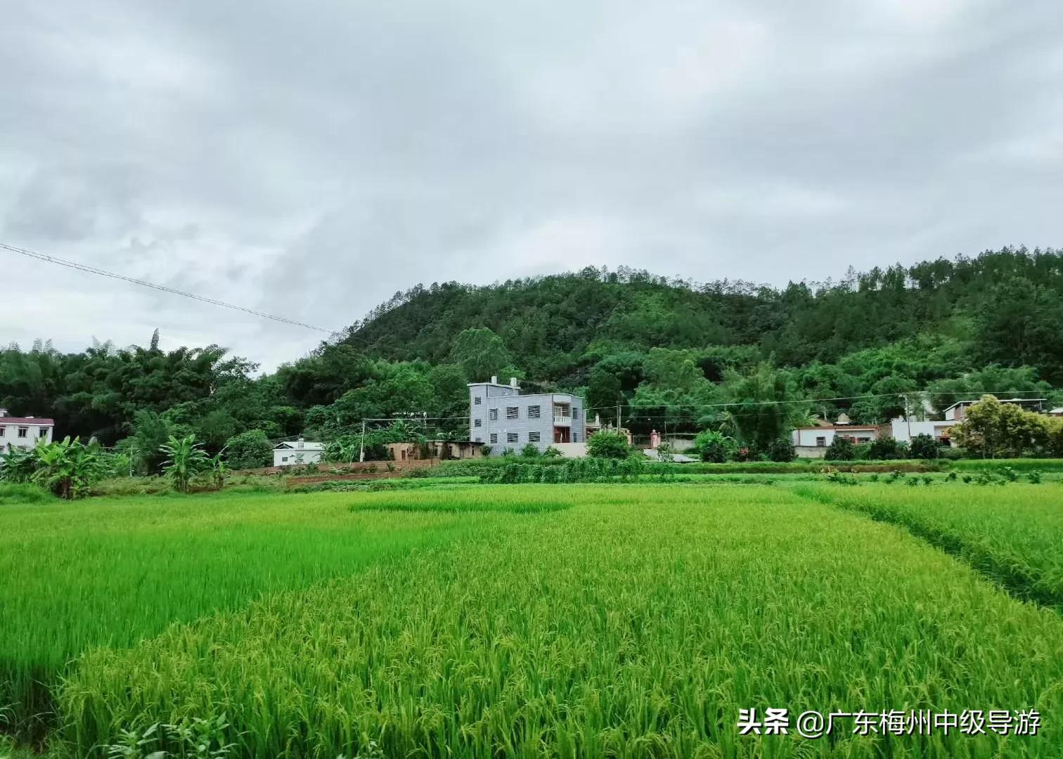 钦州网红直播欧洲杯:钦州比赛