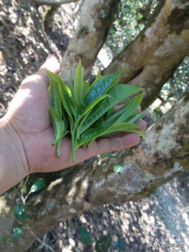 欧洲杯冰岛直播视频下载:欧洲杯赛程冰岛