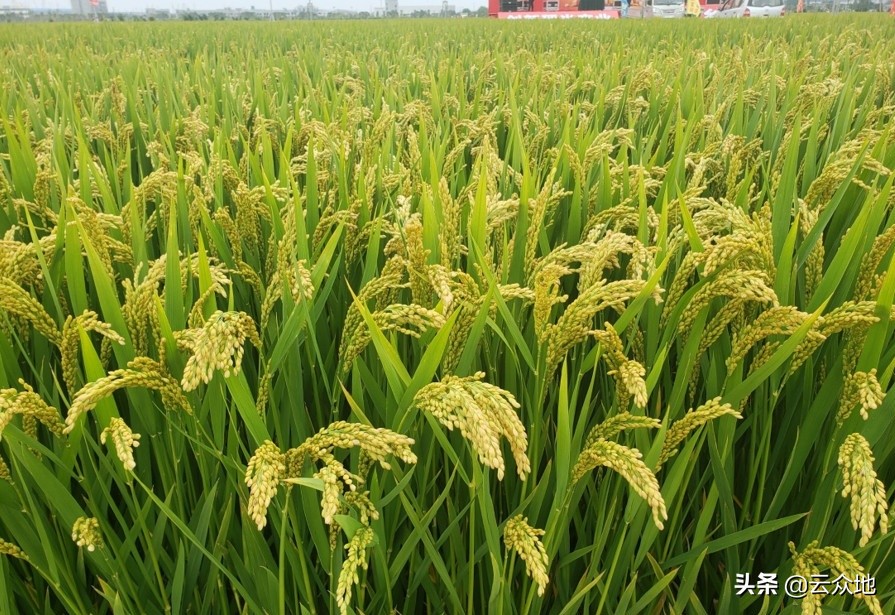 建湖哪里看欧洲杯直播:建湖哪里看欧洲杯直播比较好