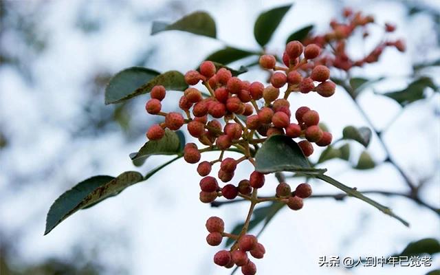 花椒直播能看欧洲杯直播吗:花椒直播能看欧洲杯直播吗知乎